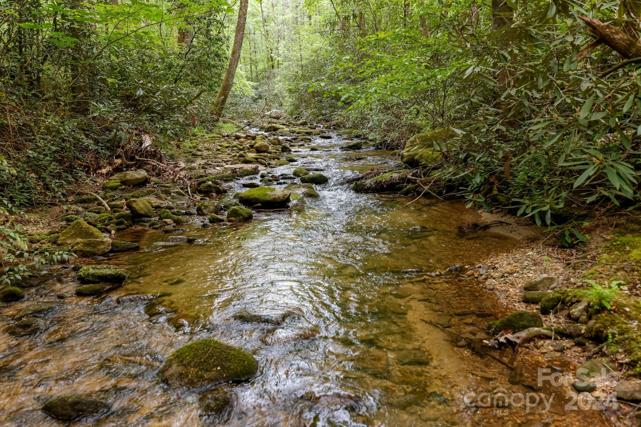 997 Proctor Road Lake Lure, NC 28746 - Photo 37 of 43 a view of a yard with plants and trees