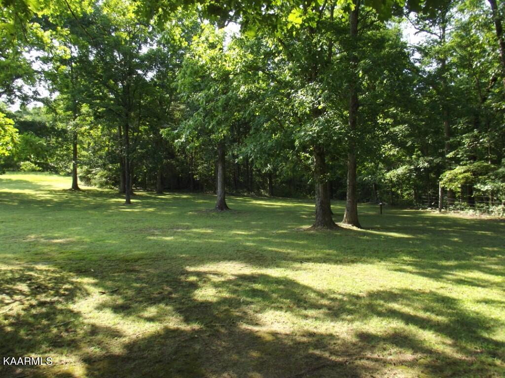 1368 Walt Reed Road Grandview, TN 37337 - Photo 47 of 59 WOODED AREA ON PROPERTY