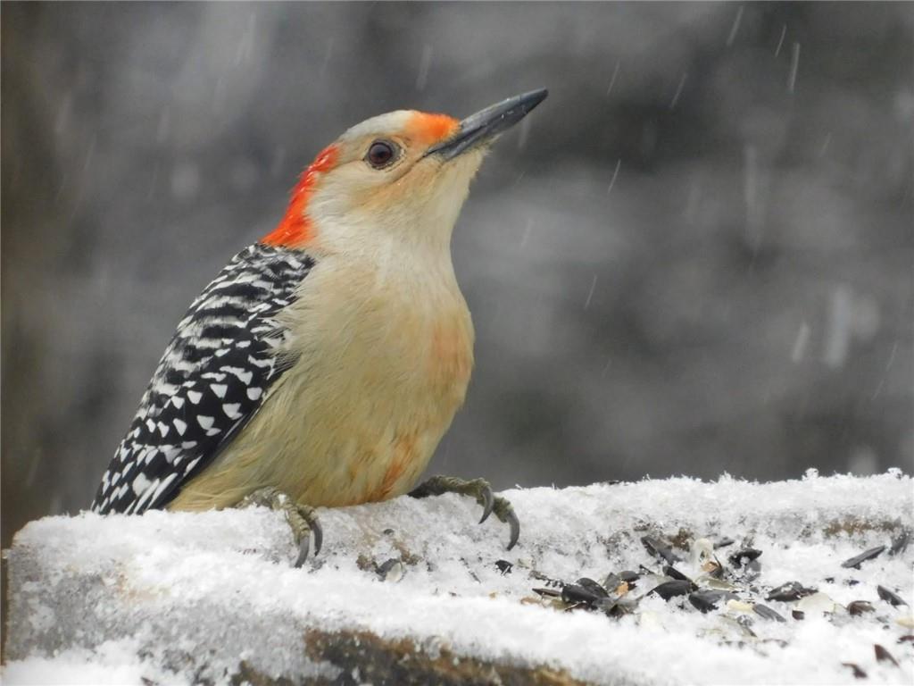 1704 South 155 Road El Dorado Springs, MO 64744 - Photo 11 of 67