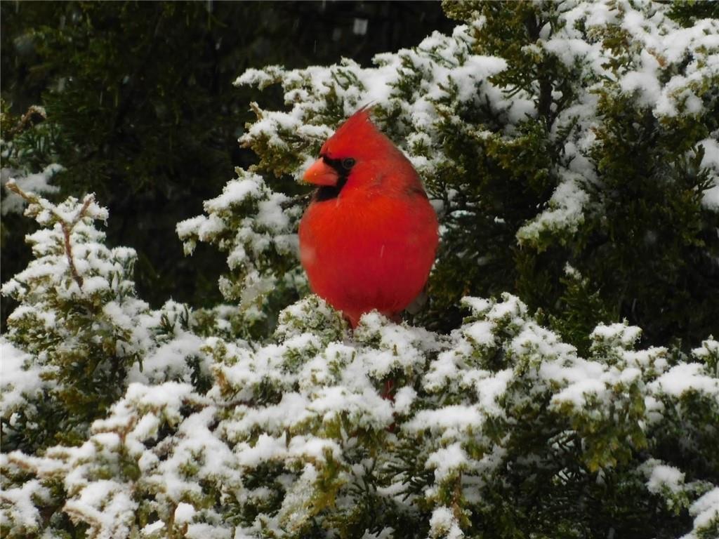 1704 South 155 Road El Dorado Springs, MO 64744 - Photo 12 of 67