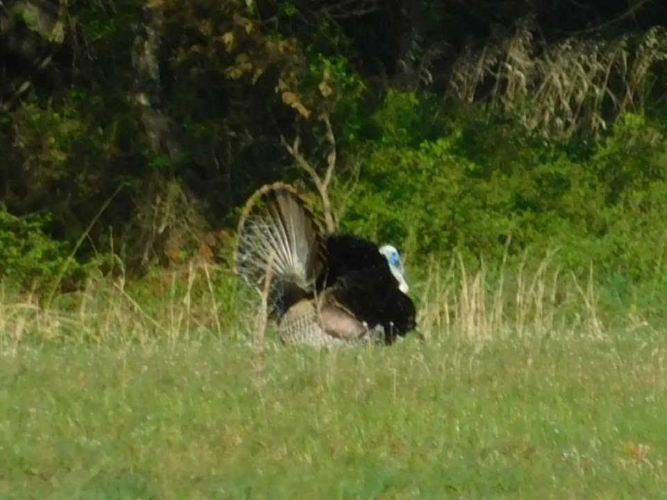 1704 South 155 Road El Dorado Springs, MO 64744 - Photo 12 of 67