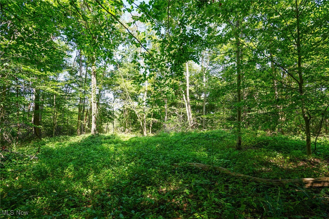 Johnson Run Road Kimbolton, OH 43749 - Photo 24 of 36 View of nature