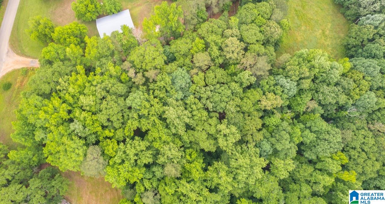 14791 County Road 10, Unit 45 ACRES Ranburne, AL 36273 - Photo 12 of 43