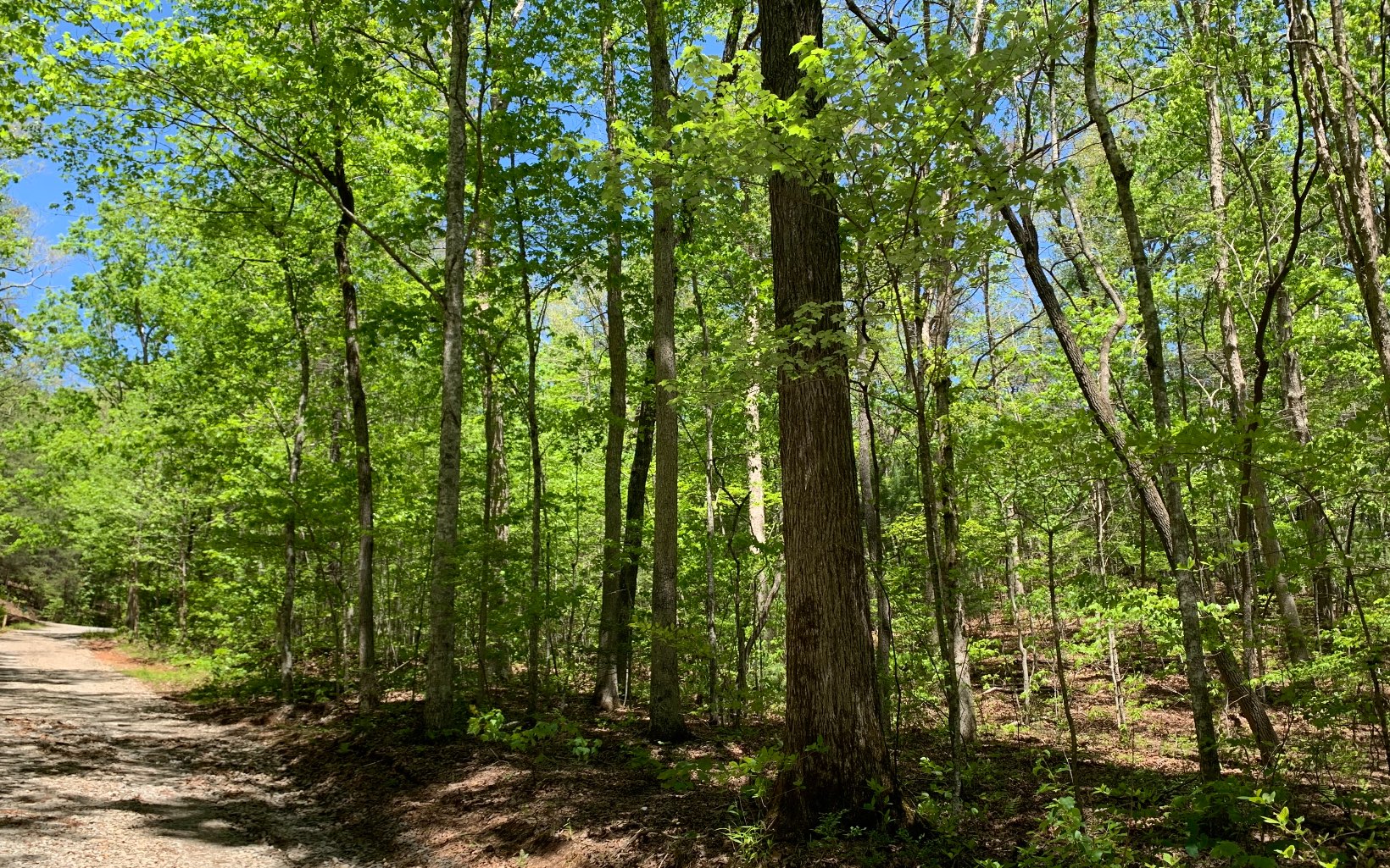 9 Sunshine Mountain Blue Ridge, GA 30513 - Photo 1 of 1 Main View