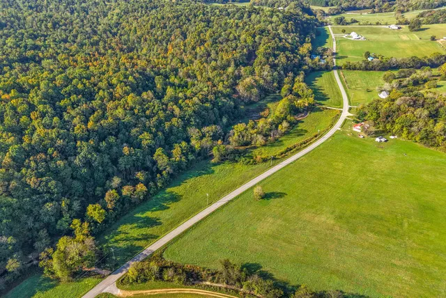 a view of a yard with plants and large trees
