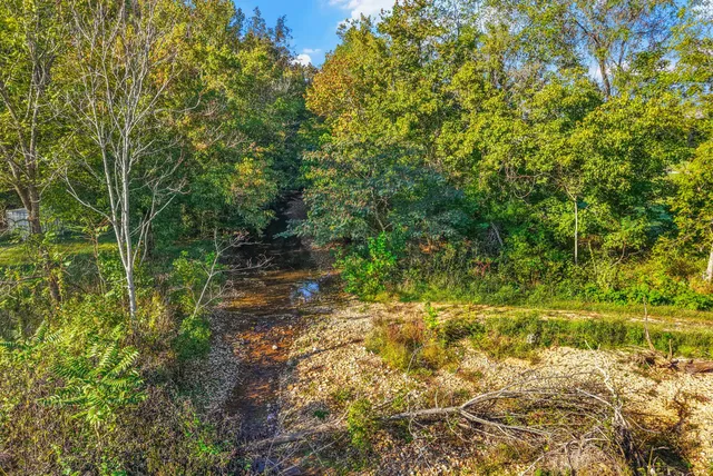 a view of a big yard with plants and large trees