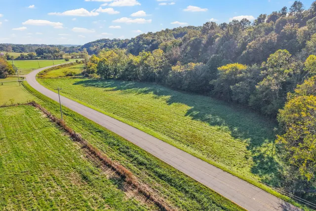 a view of a forest with a tree