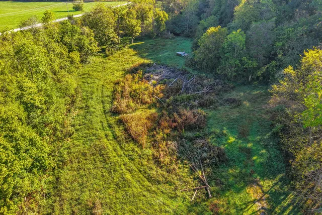 a view of a plants and large tree