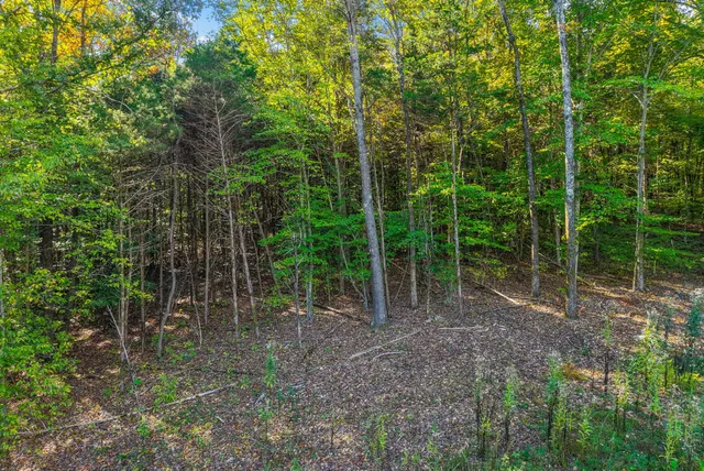 a view of a park with large trees