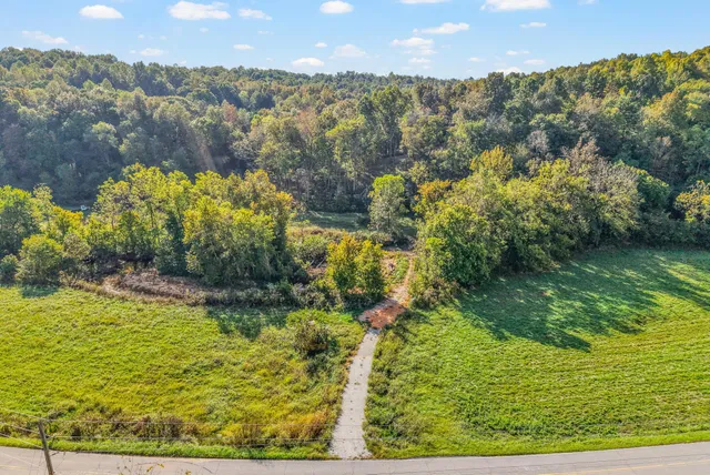 a view of a yard with plants and large trees