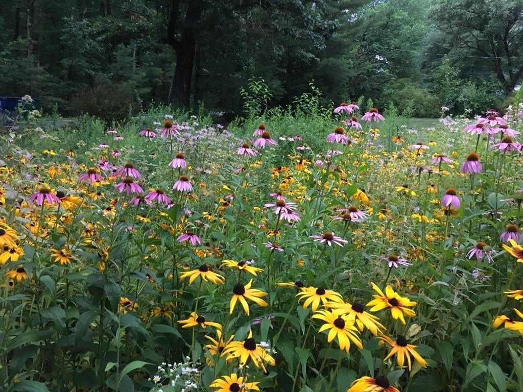 123 Harvard Road Littleton, MA 01460 - Photo 23 of 25 a view of a flower in a garden