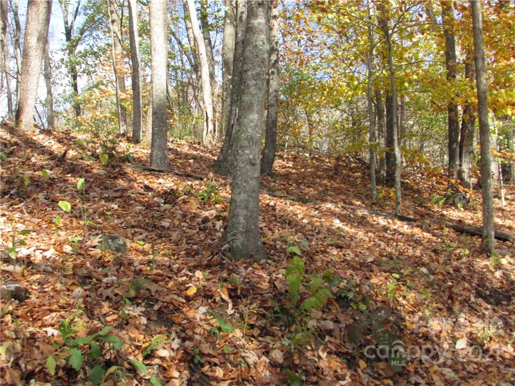 0 Red Wolf Run, Unit 39 Mars Hill, NC 28754 - Photo 11 of 25 a view of forest