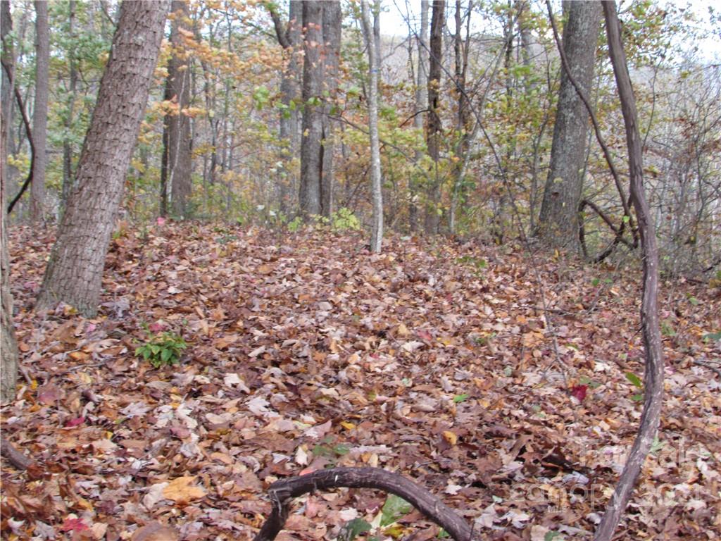 0 Red Wolf Run, Unit 39 Mars Hill, NC 28754 - Photo 10 of 25 a view of a yard with plants and trees