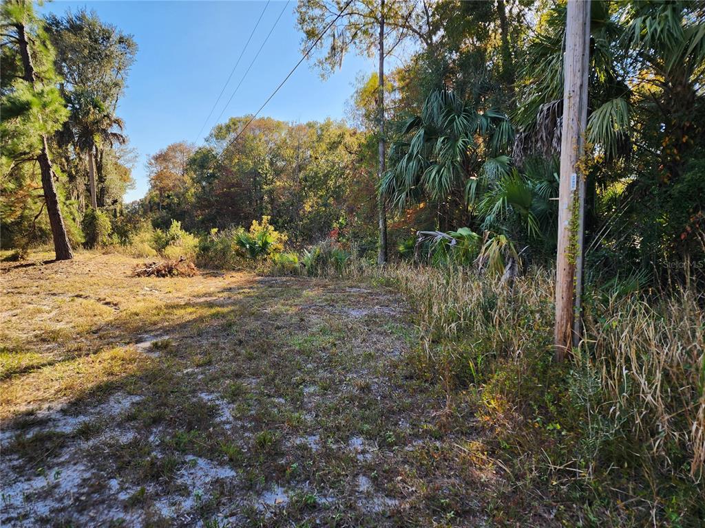 13022 East Shawnee Trail Inverness, FL 34450 - Photo 42 of 80 a view of a yard with plants and trees
