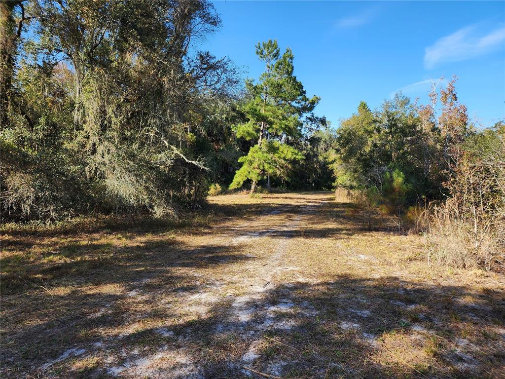 13022 East Shawnee Trail Inverness, FL 34450 - Photo 44 of 80 a view of a yard with tree s