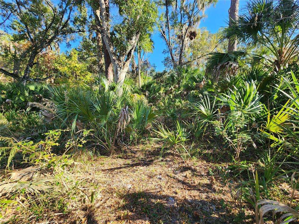 13022 East Shawnee Trail Inverness, FL 34450 - Photo 72 of 80 a view of a tree