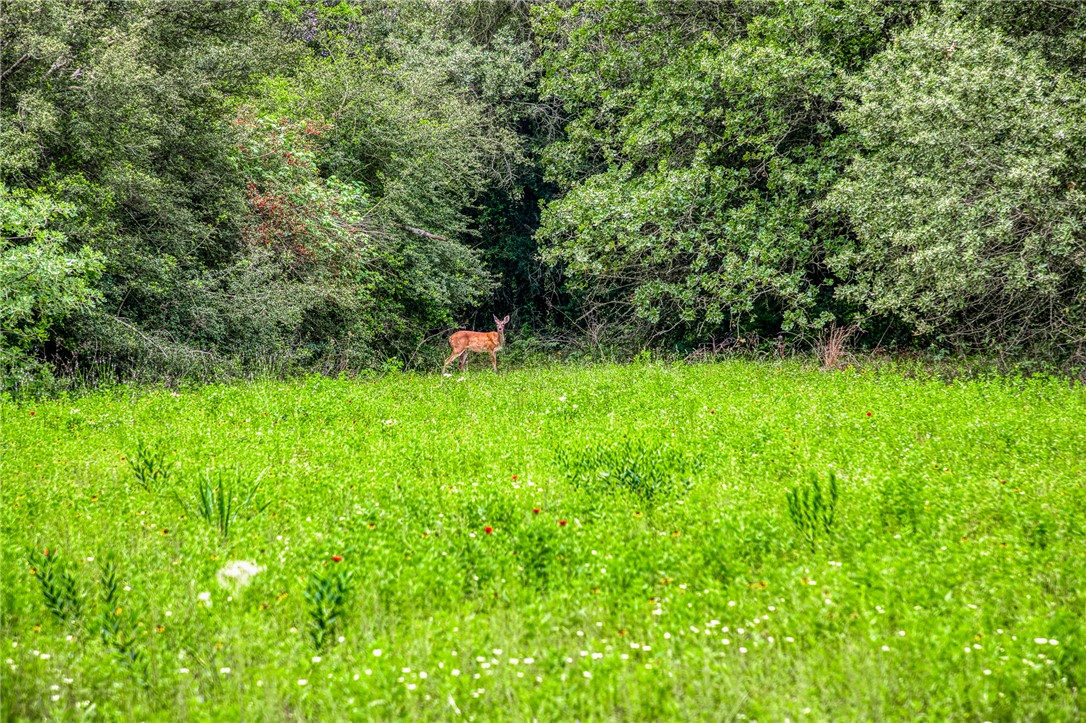 2330 County Road 329 Milano, TX 76556 - Photo 5 of 45 a view of backyard with green space