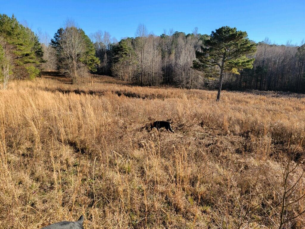 0 Us-278 Addison, AL 35540 - Photo 3 of 23 Gallery Image 3