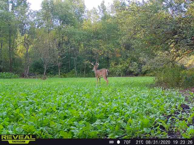 Beyer Road Road Free Soil, MI 49411 - Photo 6 of 46