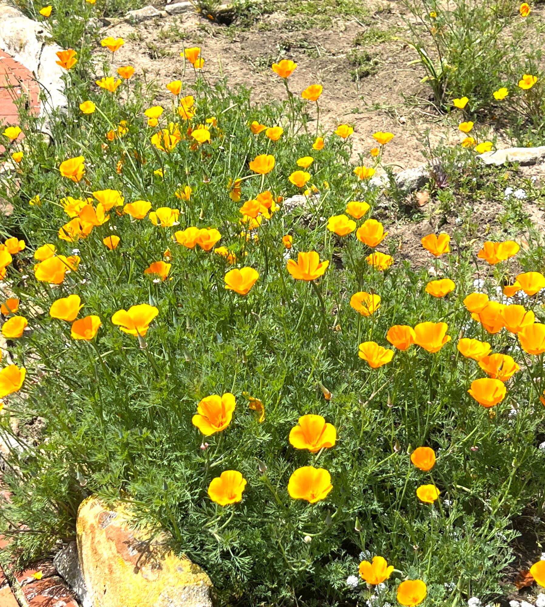 967 Garcia Road Santa Barbara, CA 93103 - Photo 18 of 20 Poppies everywhere in the Spring!
