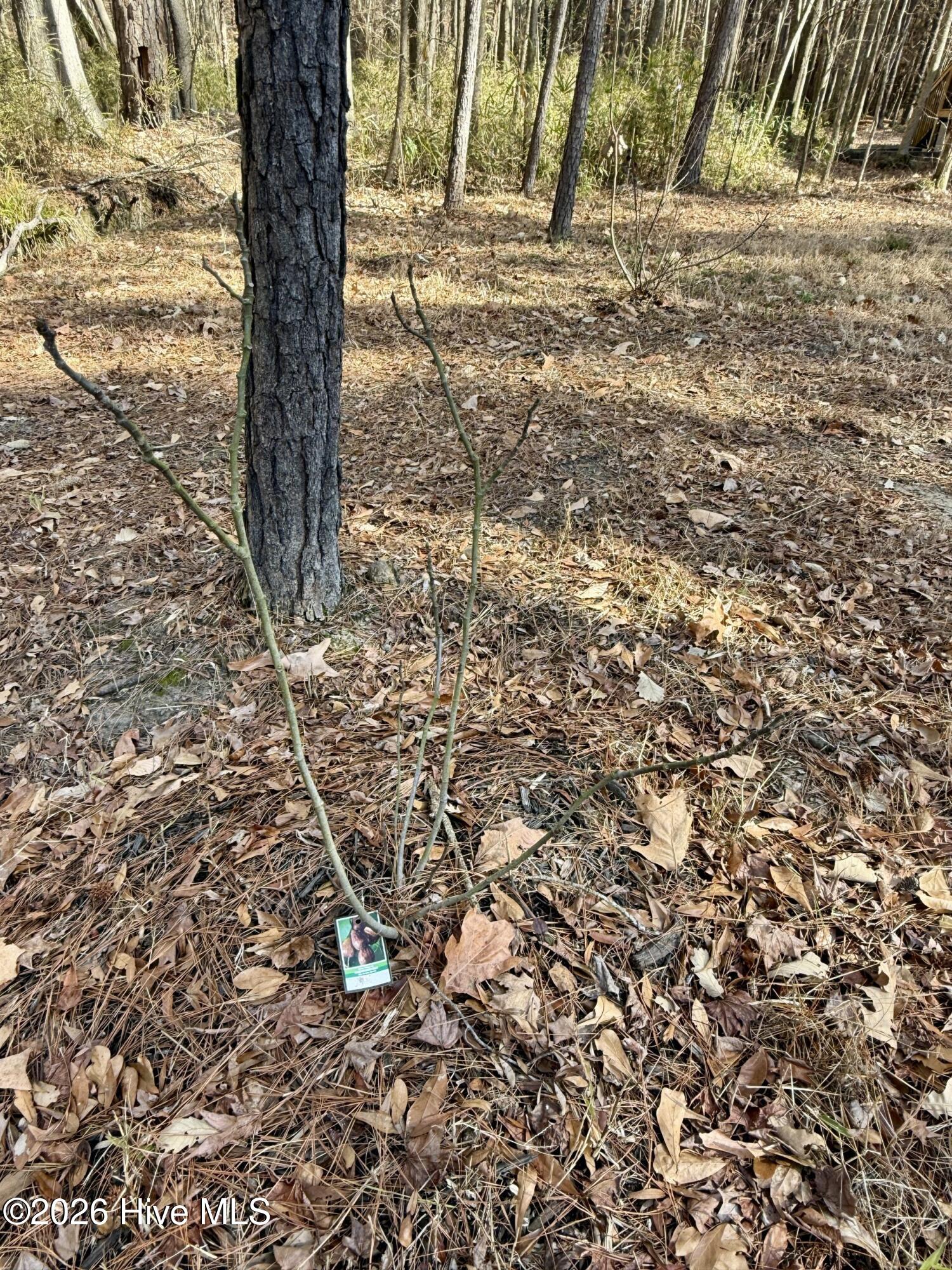 1176 Folley Road Elizabeth City, NC 27909 - Photo 19 of 45 e21e2b3e-b537-4513-9bb5-127b06b350d2