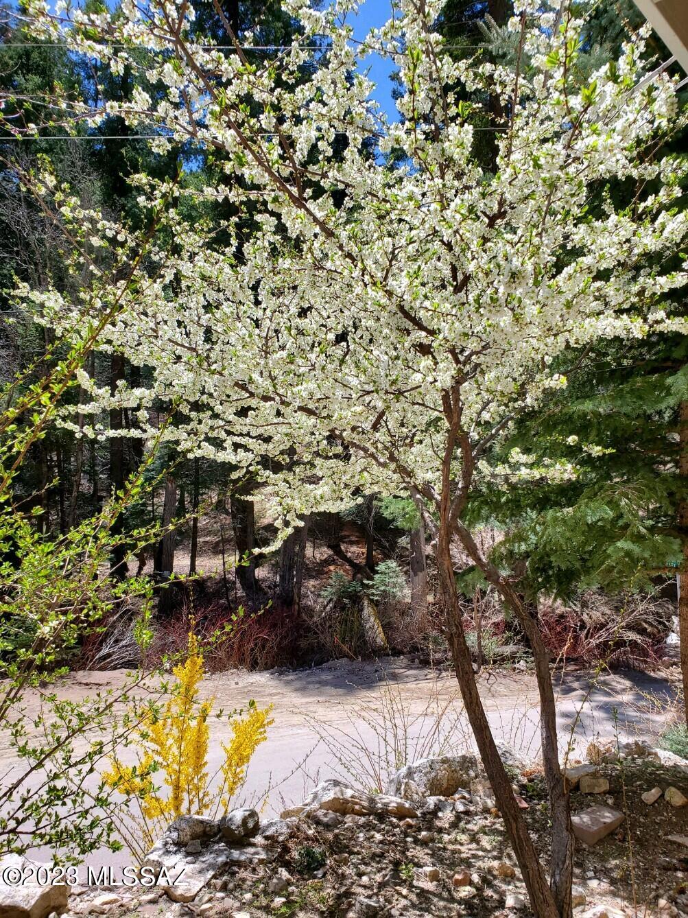 11021 East Turkey Run Road Mount Lemmon, AZ 85619 - Photo 16 of 50 a view of a yard with wooden fence and plants