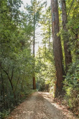 a view of a yard with plants and trees