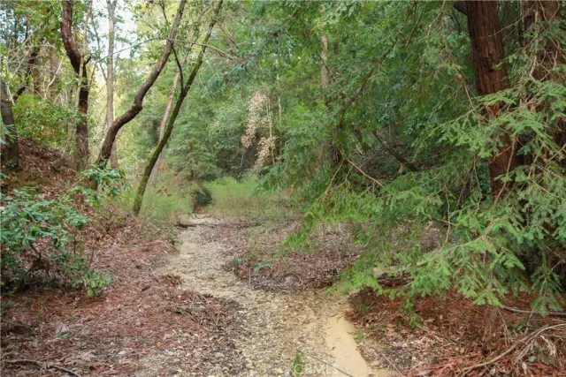 a view of a forest with a tree