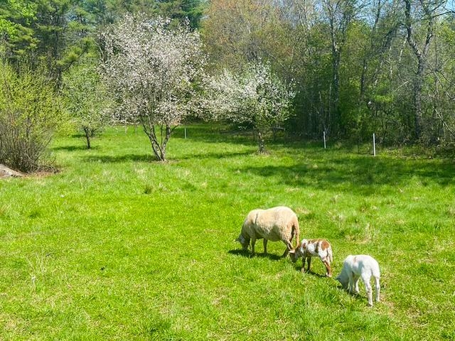 1168 New Hampton Road Sanbornton, NH 03269 - Photo 6 of 54