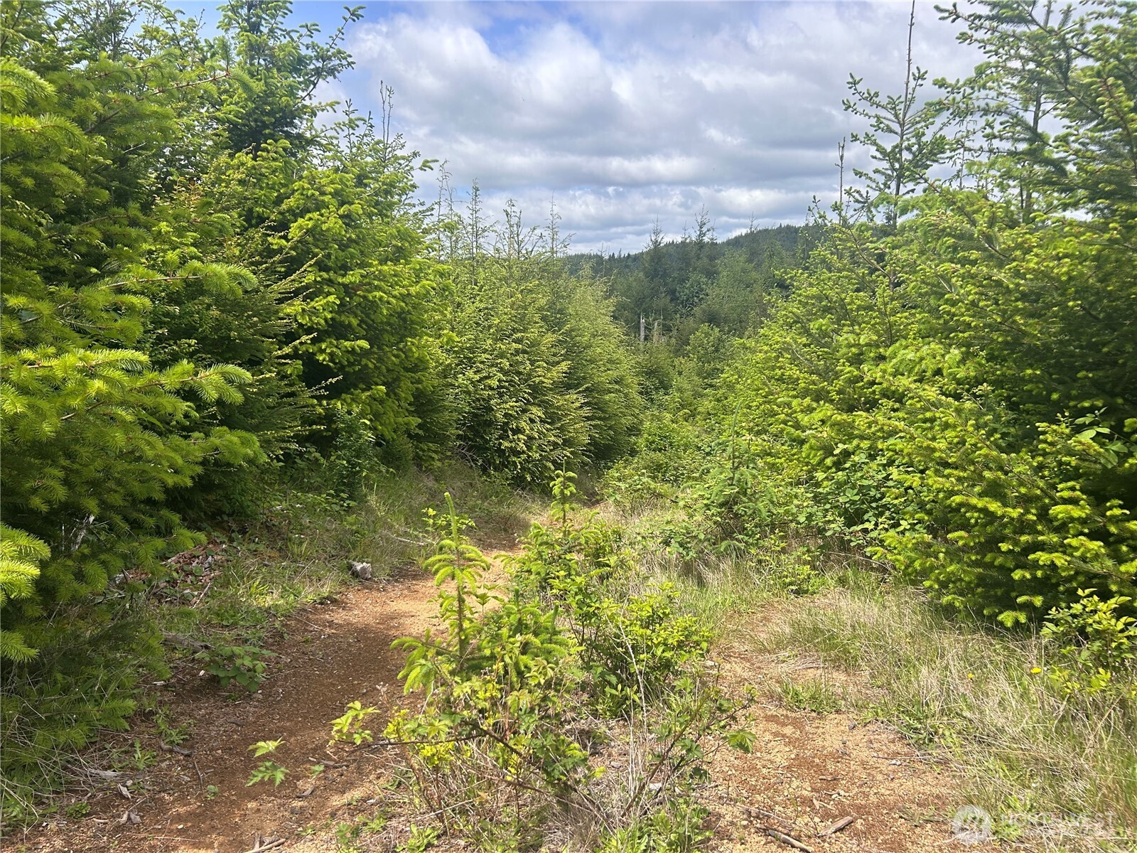 0 Eden Valley Road Rosburg, WA 98643 - Photo 5 of 14