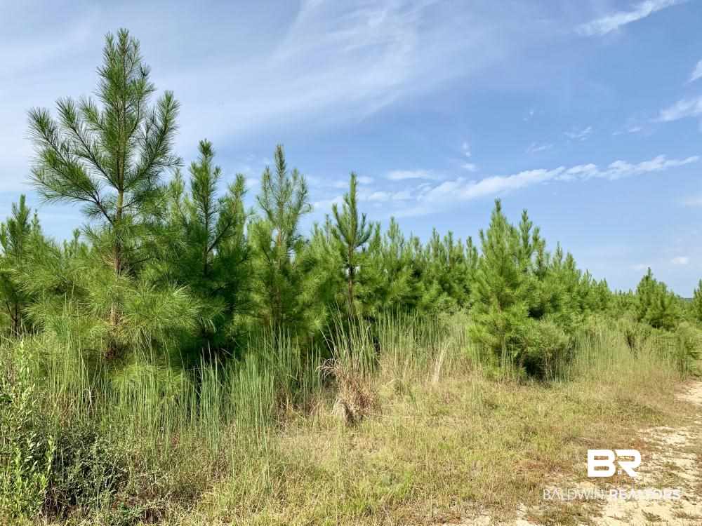 0 Country Road Mobile, AL 36608 - Photo 9 of 27