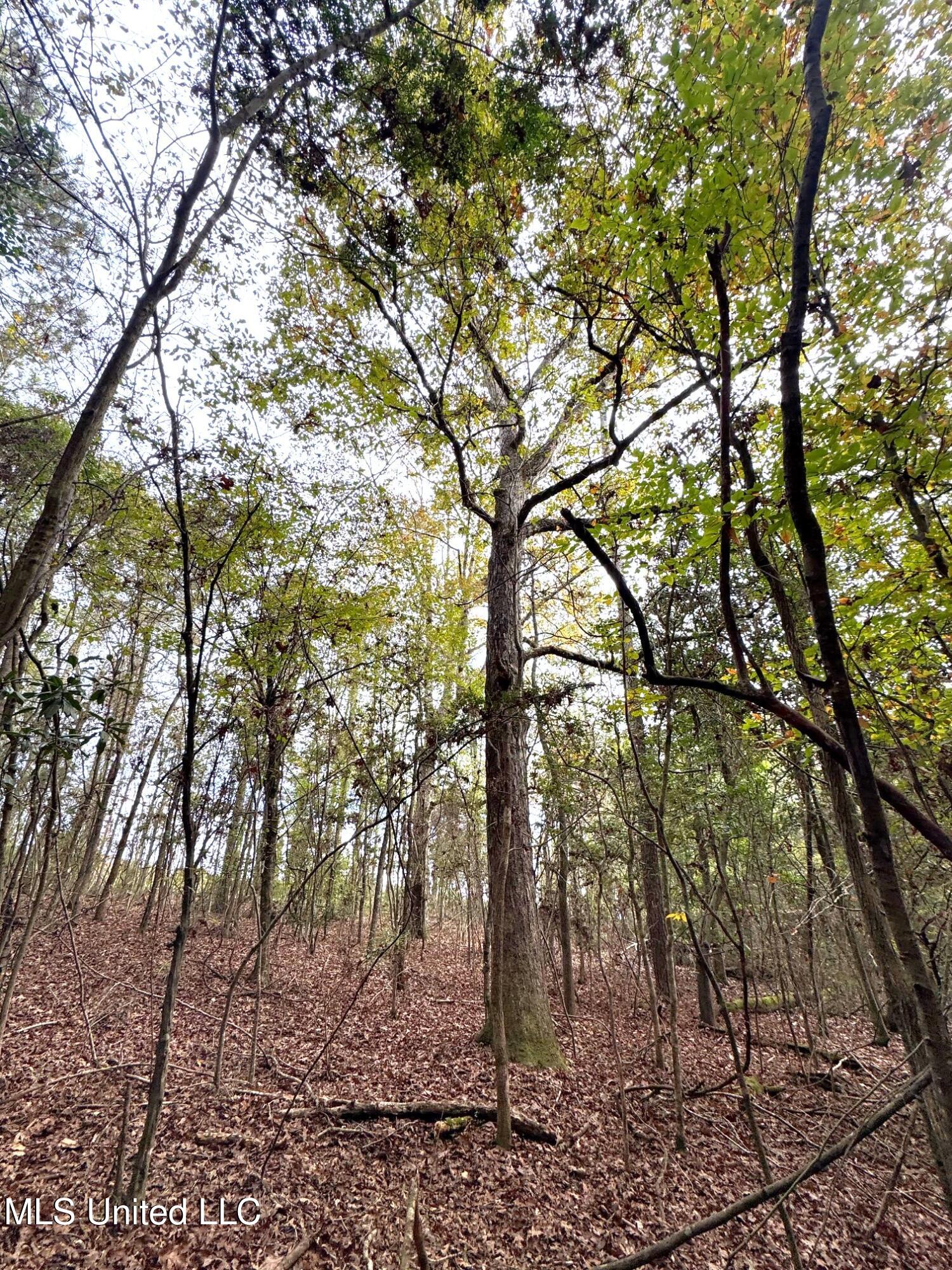 Ott - White oaks on hill