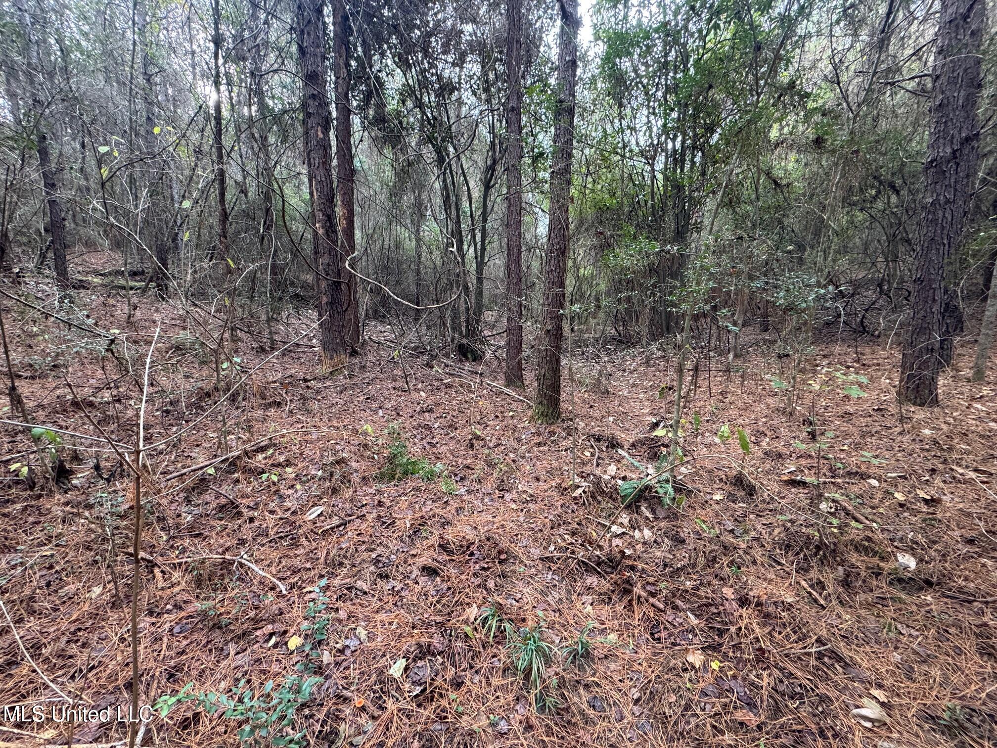 0 Elarton Road Magnolia, MS 39652 - Photo 11 of 23 Hill to hollow