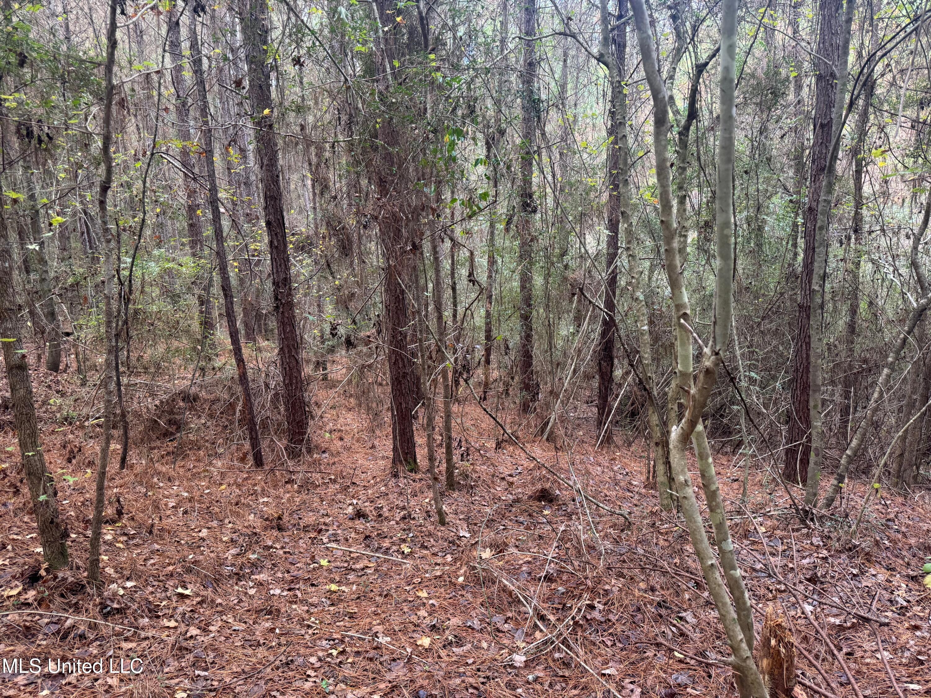 0 Elarton Road Magnolia, MS 39652 - Photo 12 of 23 Hollow