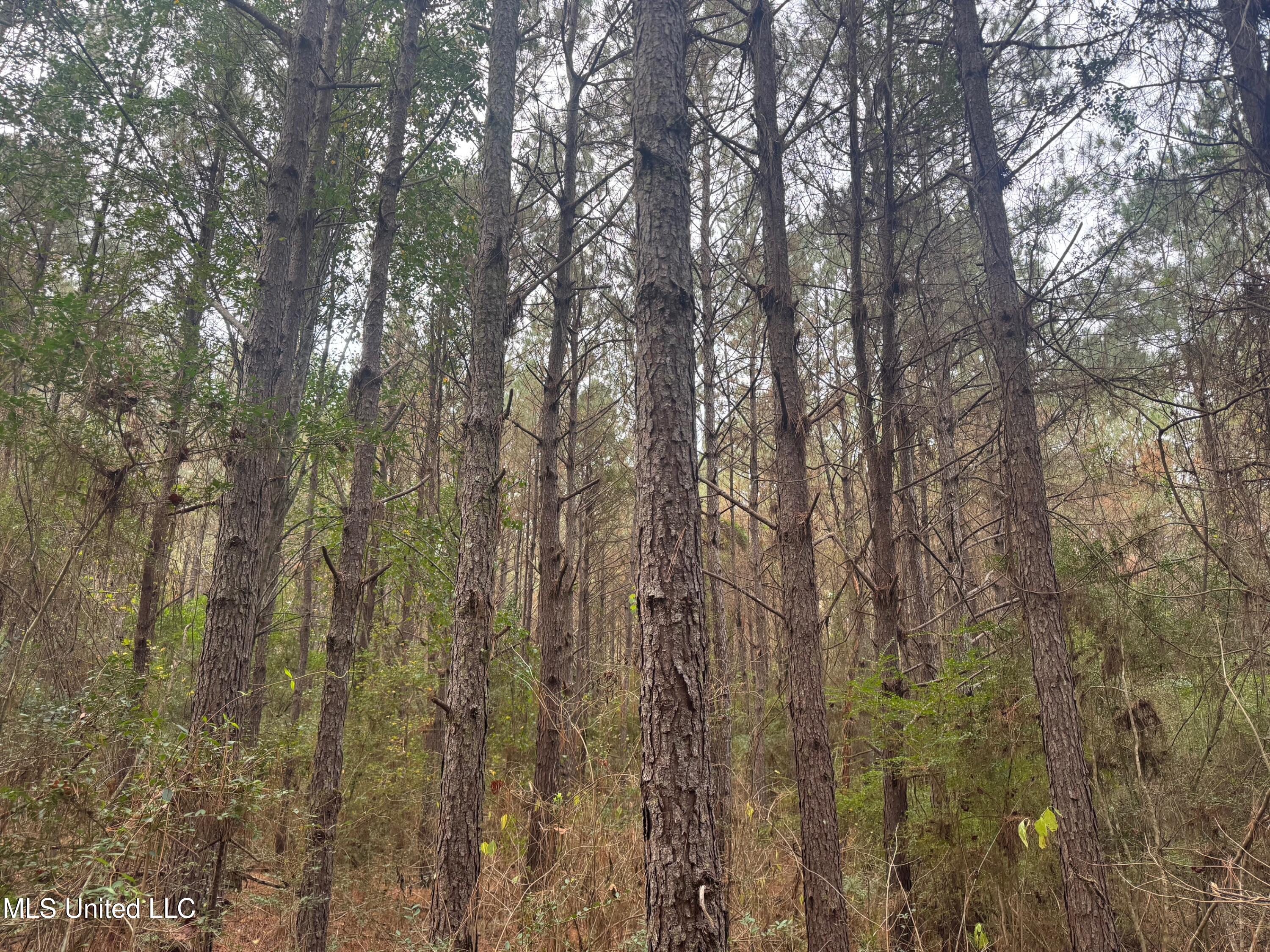 0 Elarton Road Magnolia, MS 39652 - Photo 13 of 23 Pines