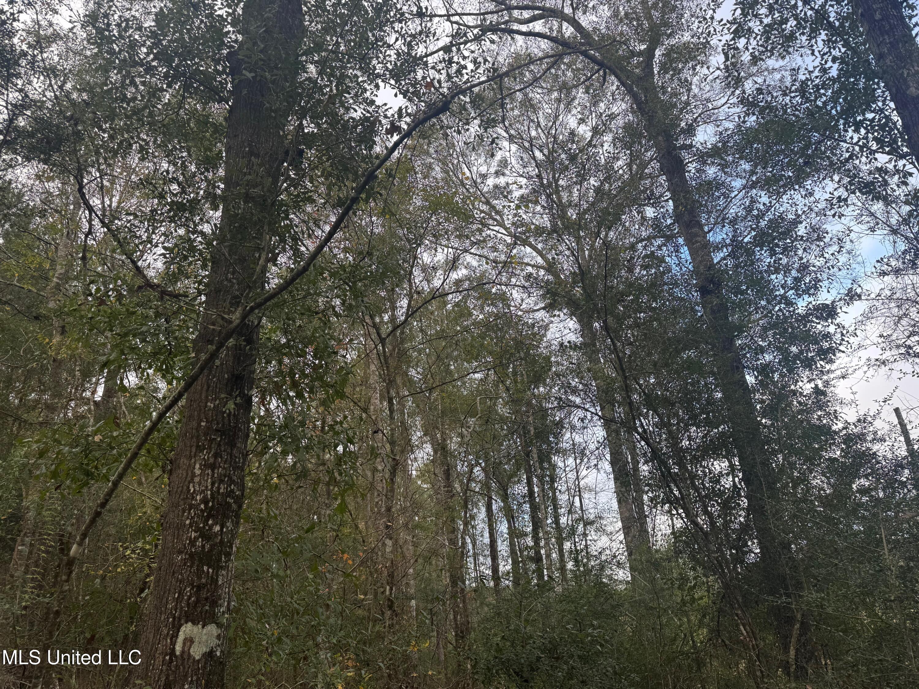 0 Elarton Road Magnolia, MS 39652 - Photo 16 of 23 Oaks