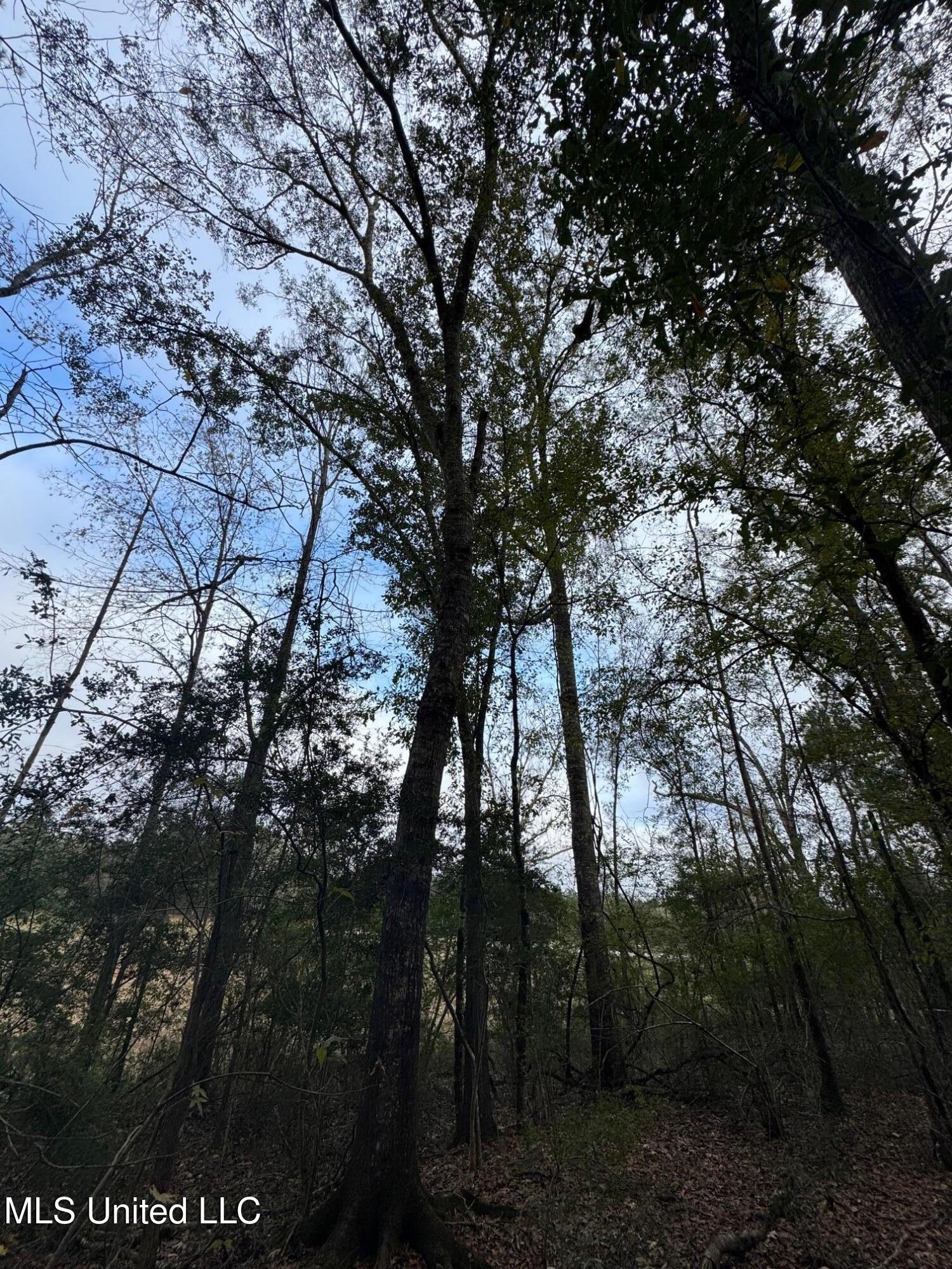 0 Elarton Road Magnolia, MS 39652 - Photo 19 of 23 Oaks by Hwy 51