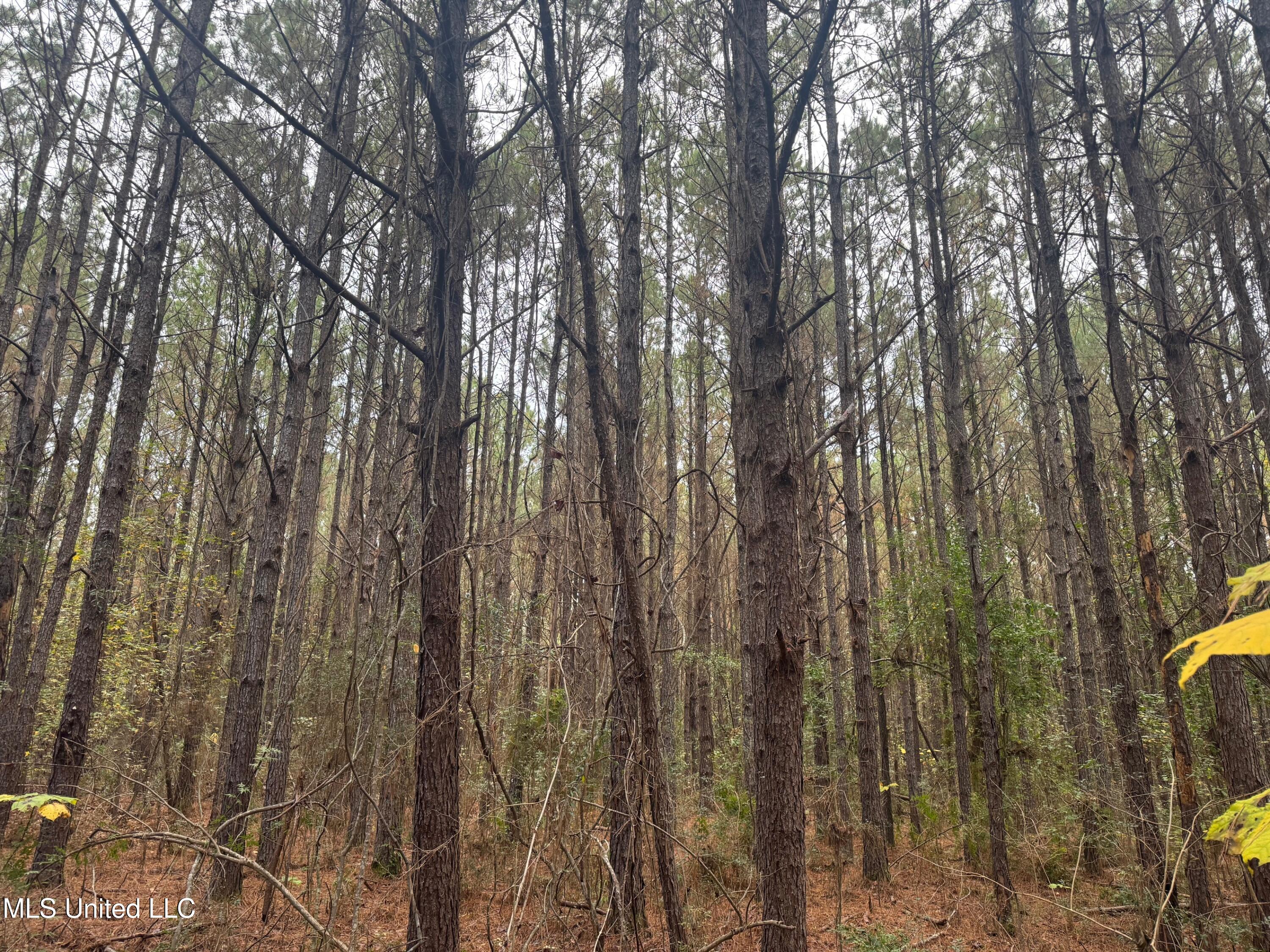 0 Elarton Road Magnolia, MS 39652 - Photo 20 of 23 Pines