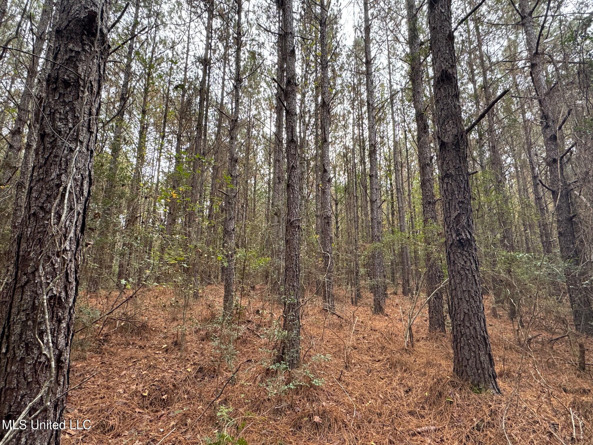 0 Elarton Road Magnolia, MS 39652 - Photo 2 of 23 Pines on hilltop