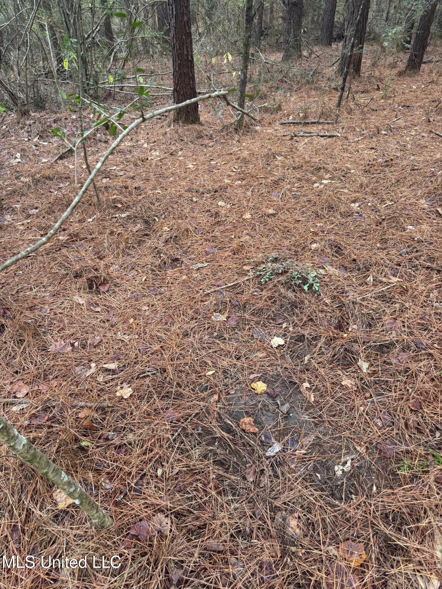 0 Elarton Road Magnolia, MS 39652 - Photo 22 of 23 Scrape