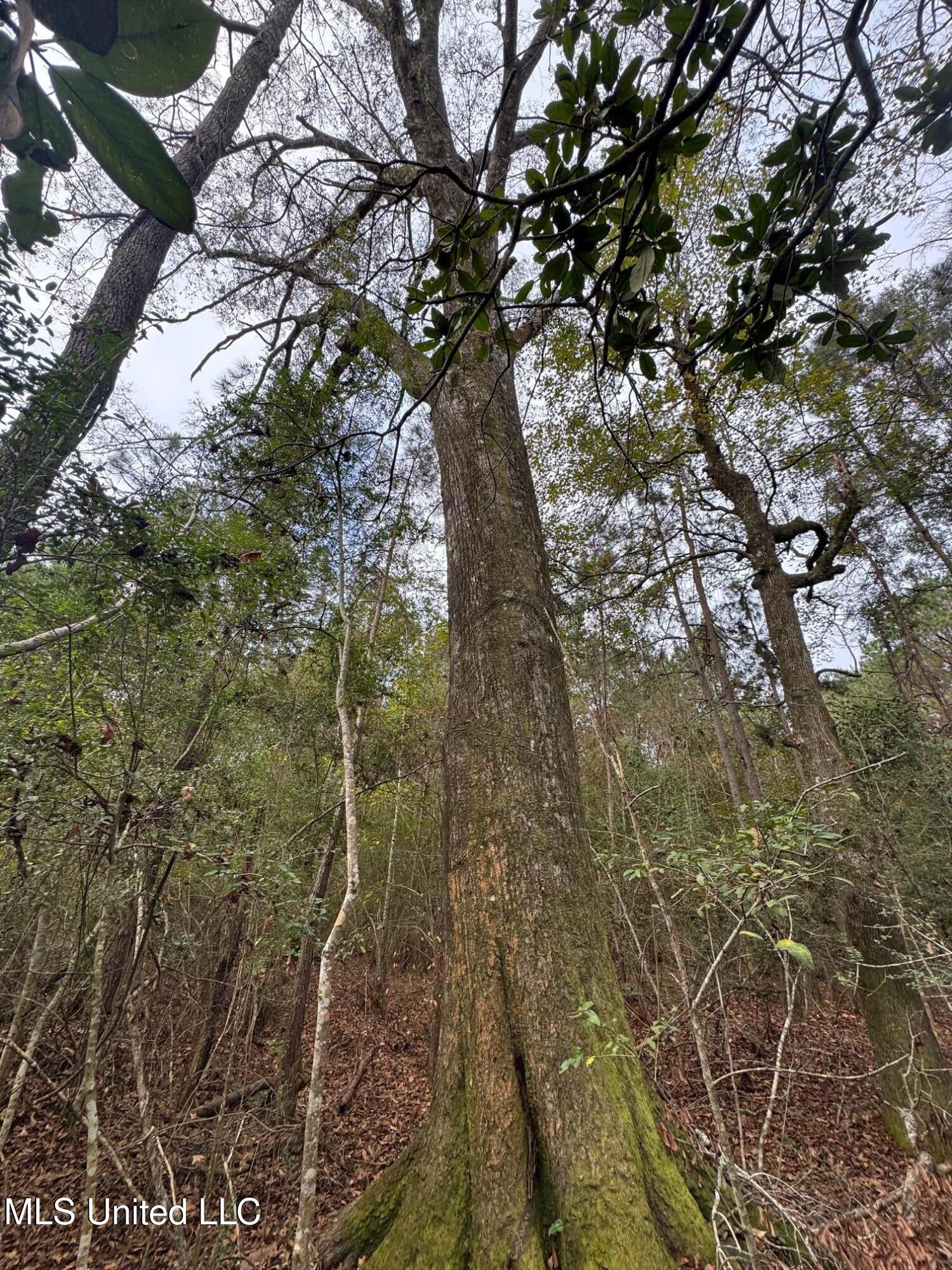 0 Elarton Road Magnolia, MS 39652 - Photo 3 of 23 Oaks