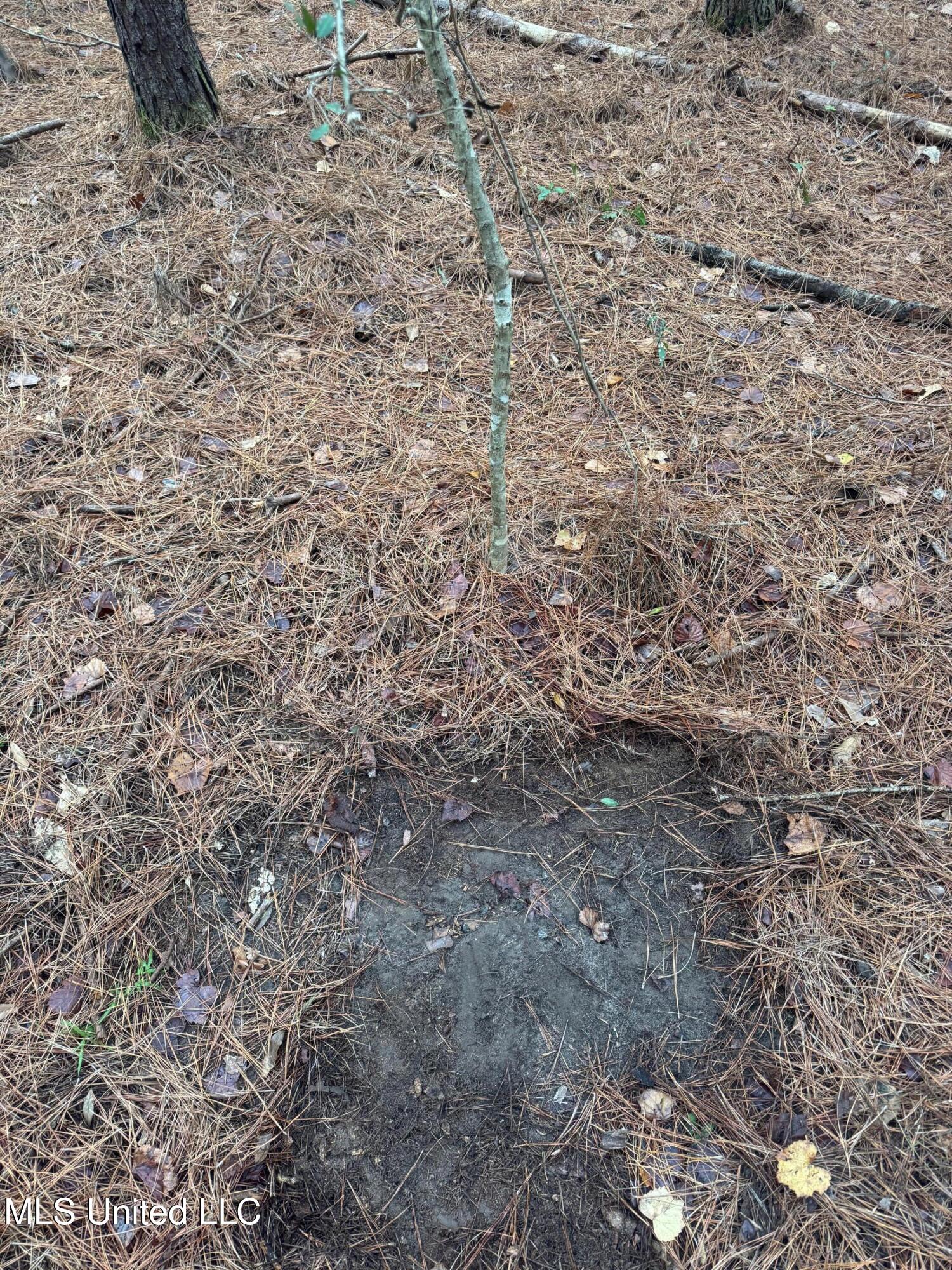 0 Elarton Road Magnolia, MS 39652 - Photo 4 of 23 Scrape