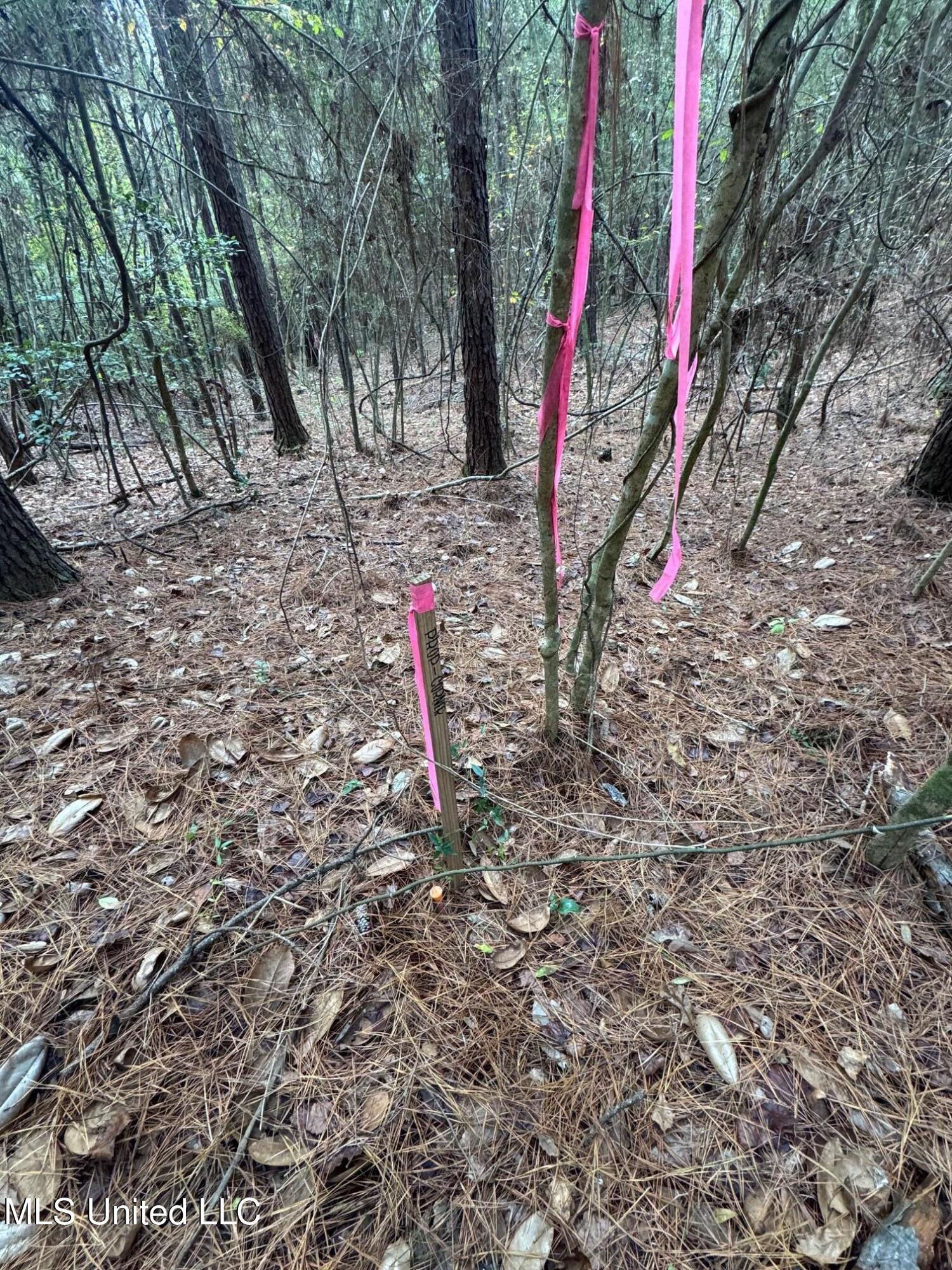 0 Elarton Road Magnolia, MS 39652 - Photo 8 of 23 NW corner