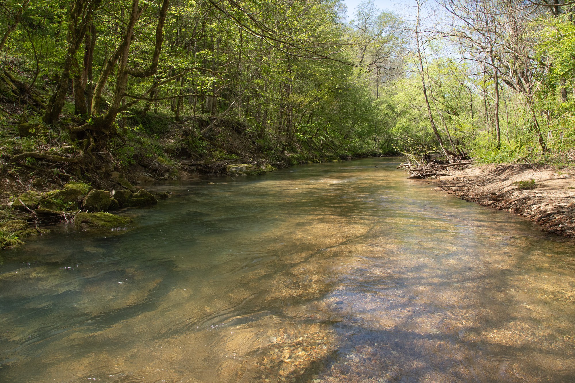 7262 Sinking Creek Road Linden, TN 37096 - Photo 19 of 37 Gallery Image 19