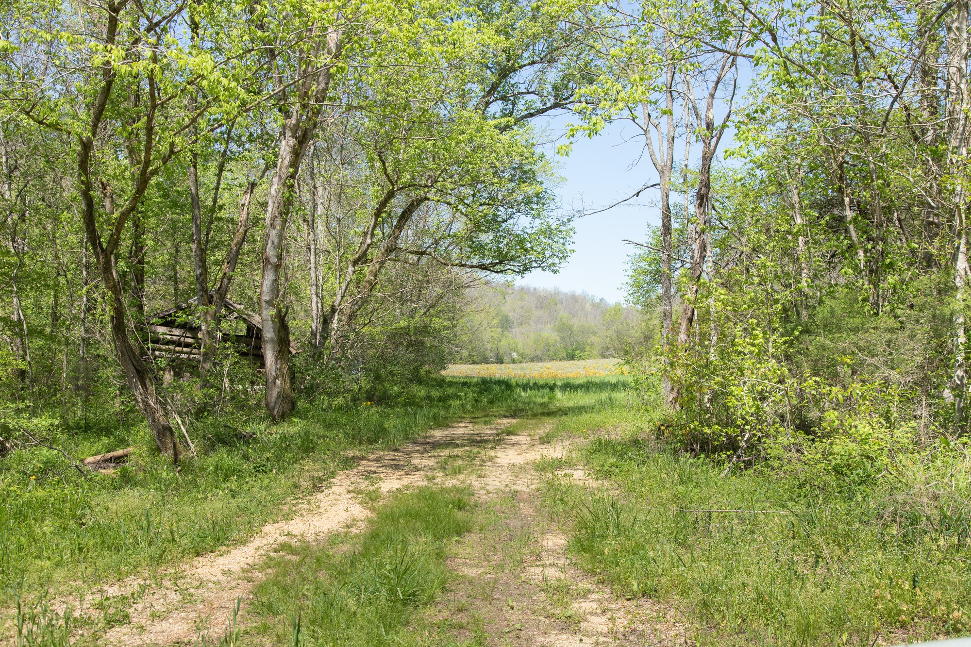 7262 Sinking Creek Road Linden, TN 37096 - Photo 3 of 37 Gallery Image 3