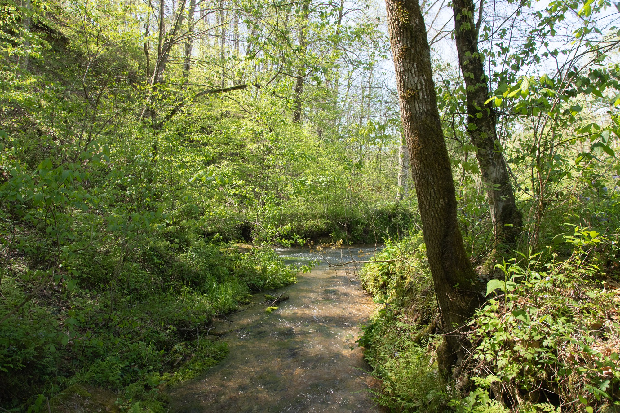 7262 Sinking Creek Road Linden, TN 37096 - Photo 31 of 37 Gallery Image 31