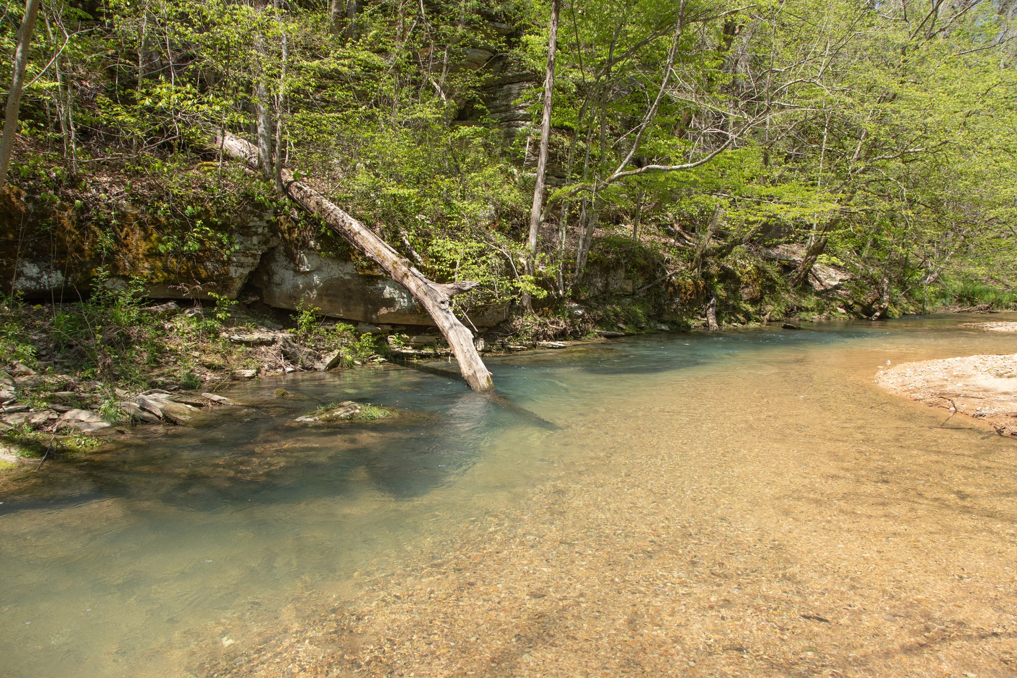7262 Sinking Creek Road Linden, TN 37096 - Photo 7 of 37 Gallery Image 7