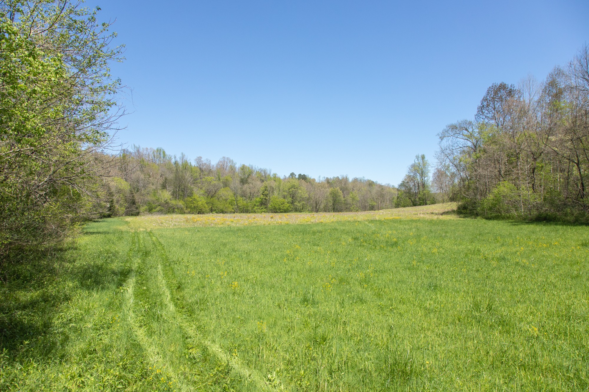 7262 Sinking Creek Road Linden, TN 37096 - Photo 9 of 37 Gallery Image 9