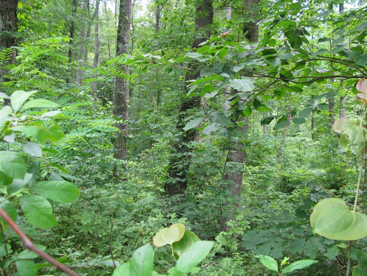 100 Sweeneysburg Road Beckley, WV 25801 - Photo 14 of 17 Just add sunlight and water