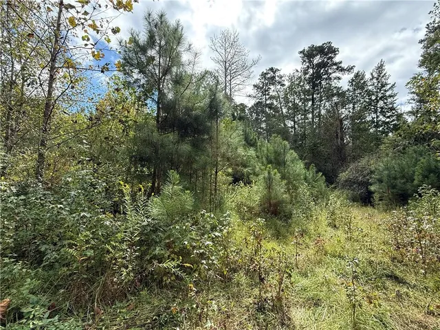 a view of a forest with a tree
